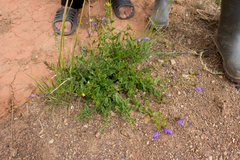 Dracocephalum peregrinum