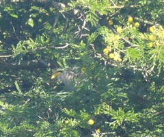 Ceuthmochares australis