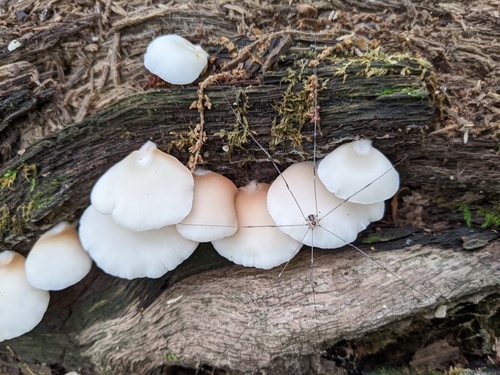 Crepidotus applanatus