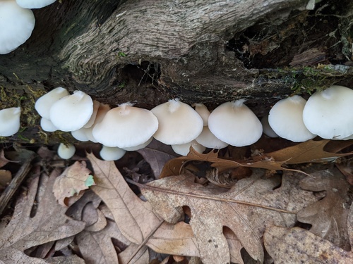 Crepidotus applanatus (Photo 2 of 5)