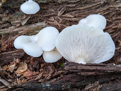 Crepidotus applanatus (Photo 3 of 5)