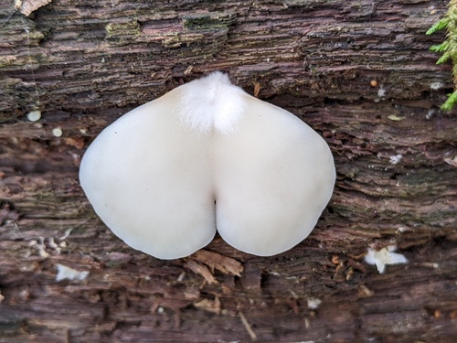 Crepidotus applanatus (Photo 4 of 5)