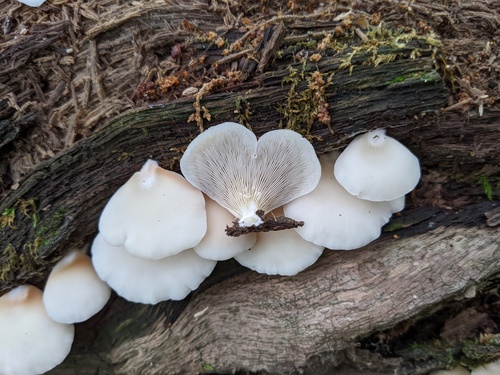 Crepidotus applanatus (Photo 5 of 5)