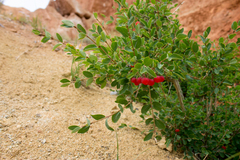 Lonicera microphylla