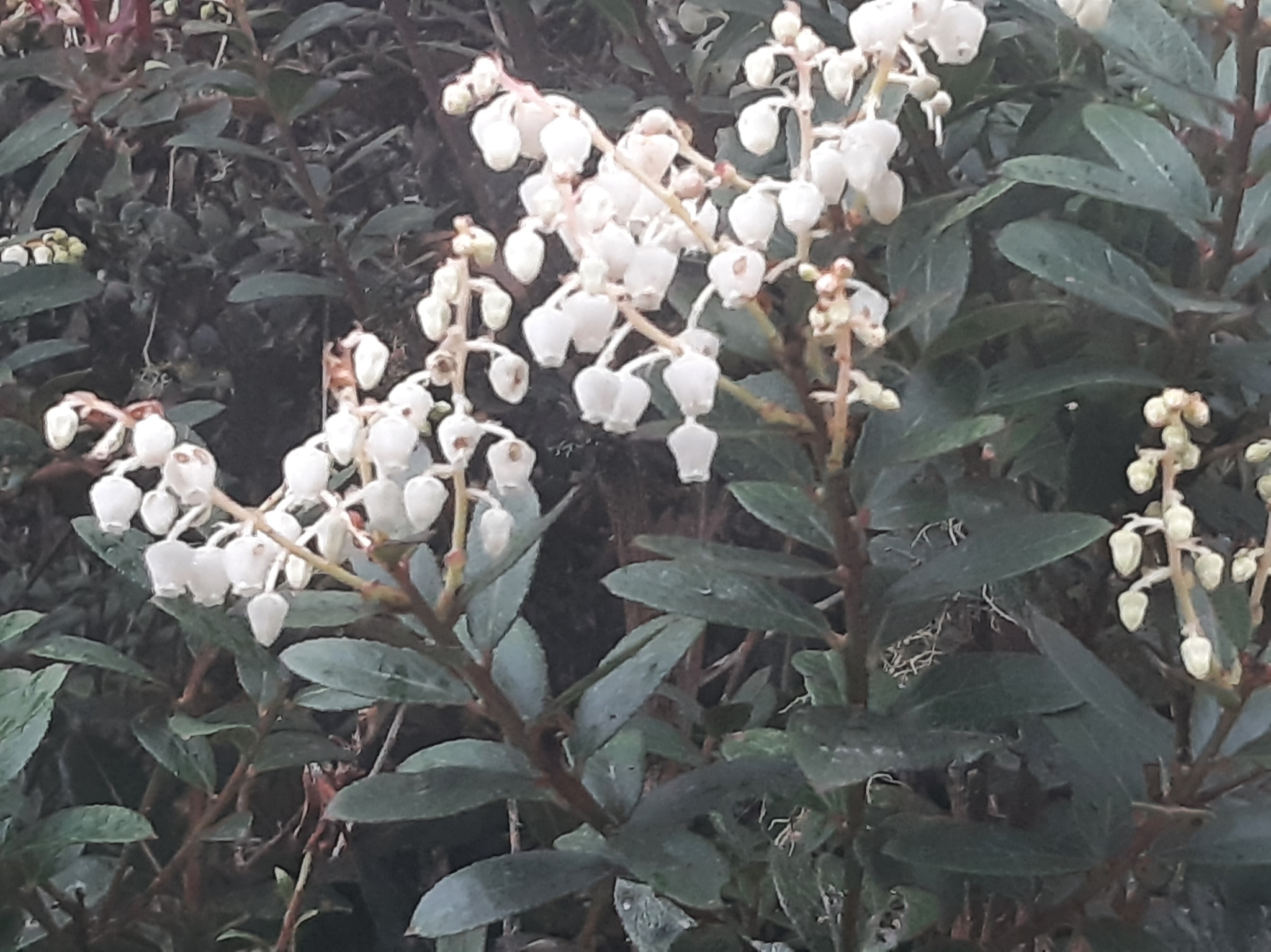 Gaultheria myrsinoides image