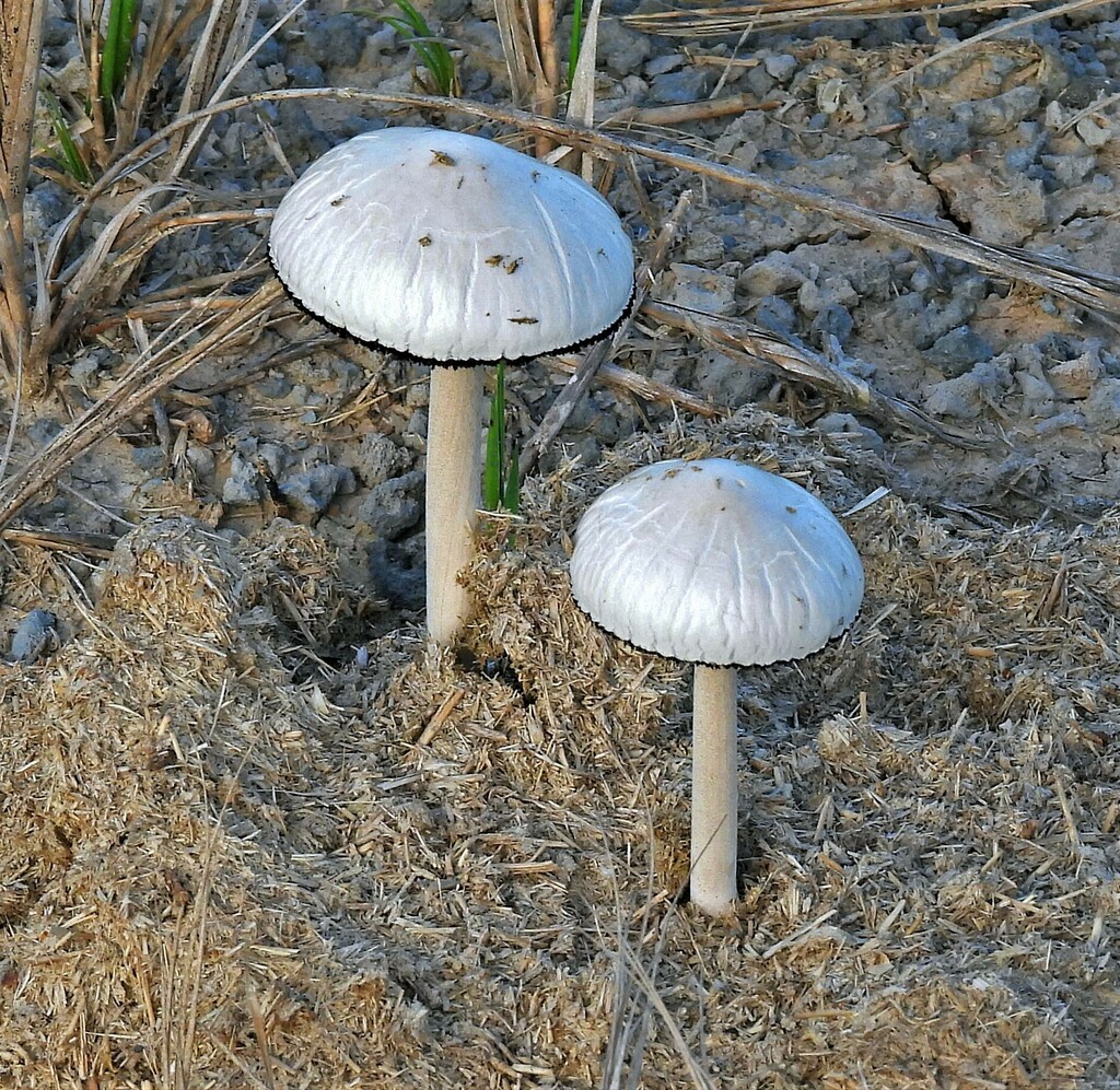 Panaeolus antillarum · June 2023 · photo: © hhulsberg (iNaturalist, cc-by)