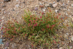 Anabasis brevifolia
