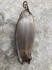 Scyliorhinus stellaris