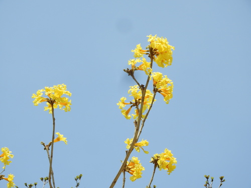 Handroanthus chrysanthus