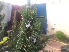 Rosmarinus