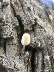 Fungi
