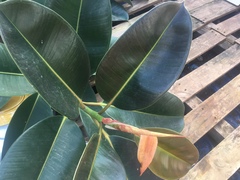 Ficus elastica