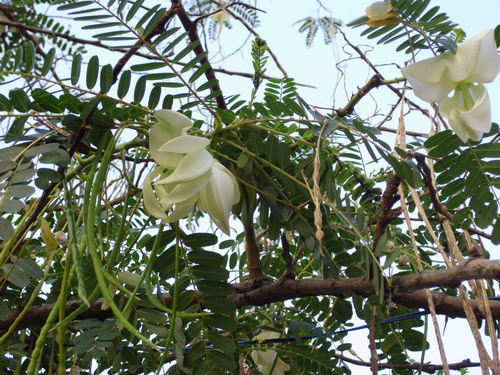 Sesbania grandiflora