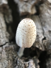 Fungi