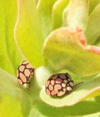 Steganocerus multipunctatus