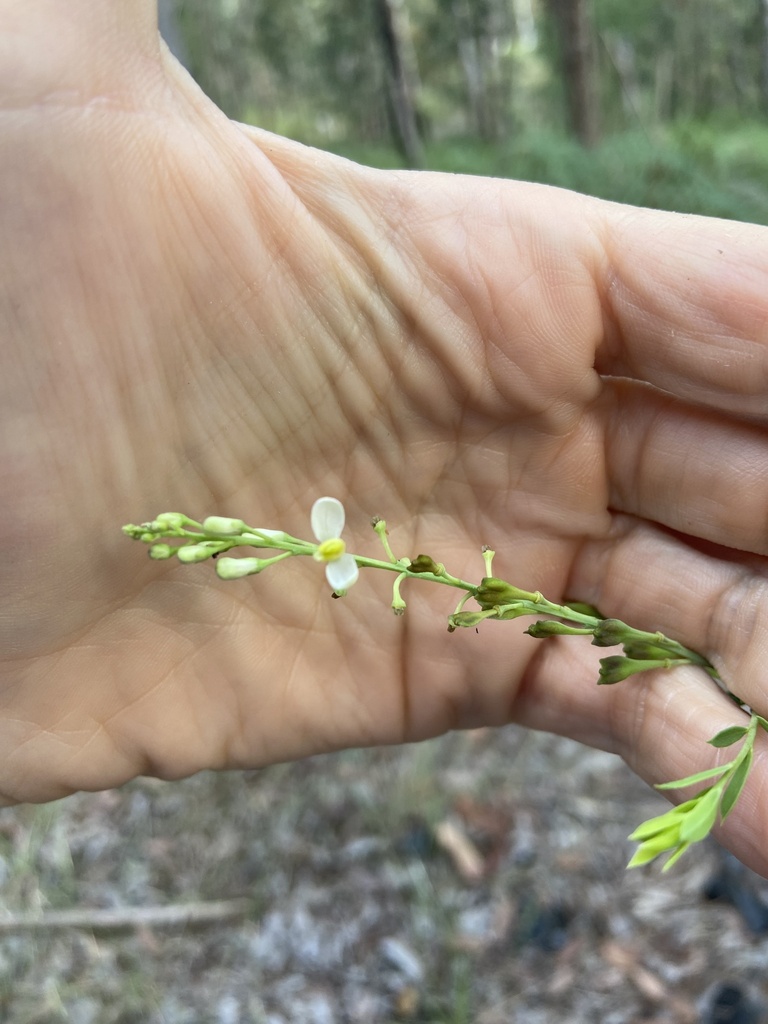Comesperma rhyoliticum