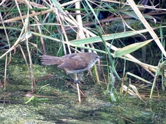Bradypterus baboecala