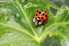 Harmonia axyridis