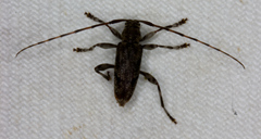 Graphisurus despectus