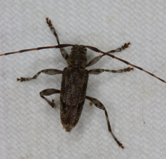 Graphisurus despectus