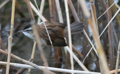 Carricerín real (Acrocephalus melanopogon)