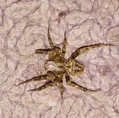 Araneae