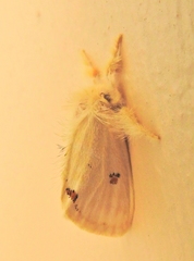 Euproctis haemodetes