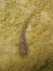 Padogobius bonelli