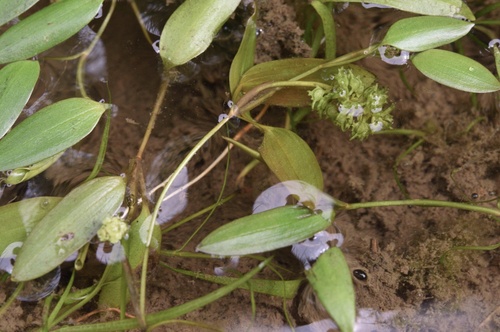 Potamogeton cristatus iNat (3)