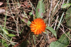Gomphrena arborescens