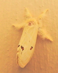 Euproctis haemodetes