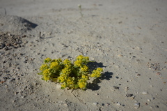 Lepidium flavum