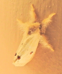 Euproctis haemodetes