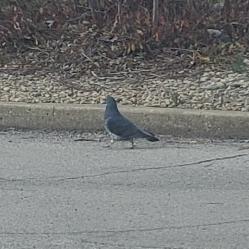 Feral Pigeon photographed in Indiana