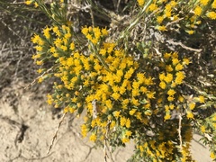 Tetradymia glabrata