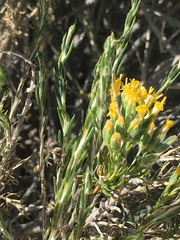 Tetradymia glabrata