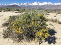 Tetradymia glabrata