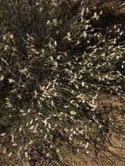 Menodora scabra
