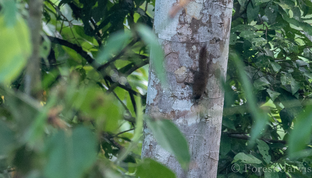 Philippine Pygmy Squirrel
