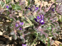 Lupinus brevicaulis
