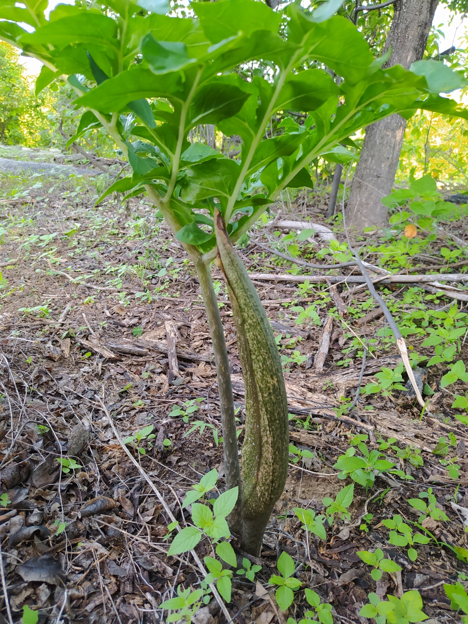 Taccarum ulei