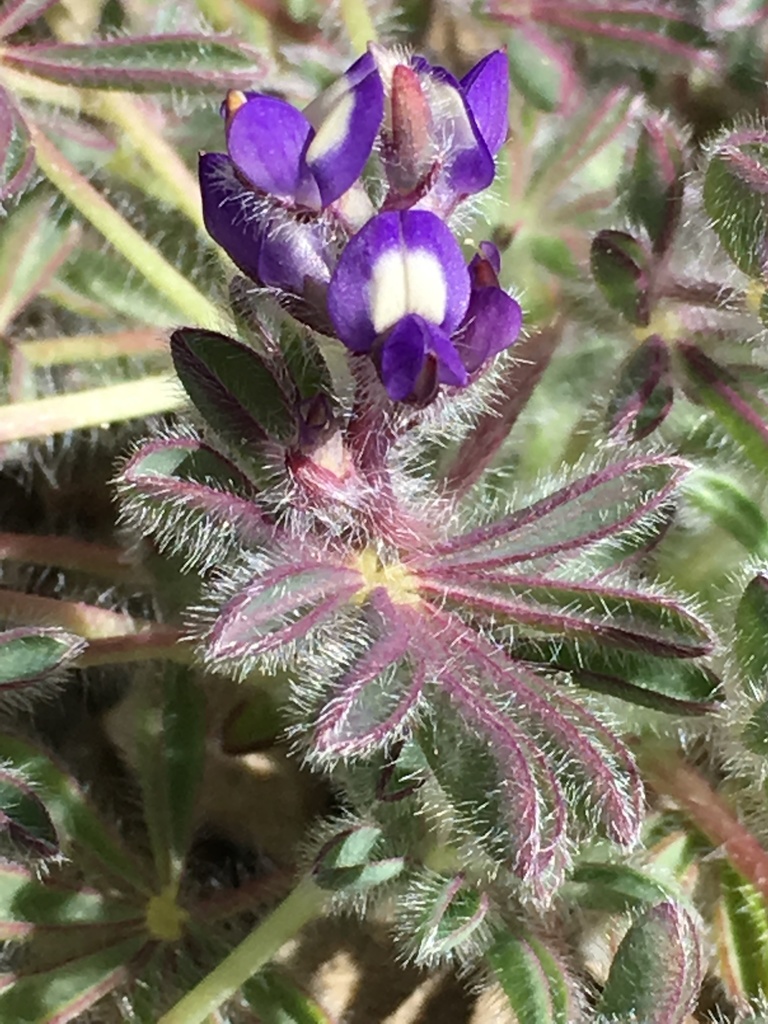 shortstem lupine