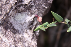 Aristolochia smilacina