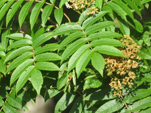 Image of Sorbus commixta by (c) Marco Mussita, some rights reserved (CC BY)