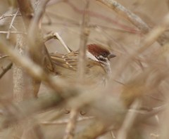 Passer montanus