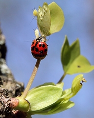 Harmonia axyridis