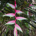 Pink Flamingo Heliconia - Photo (c) Jeanne Benioff, some rights reserved (CC BY-NC), uploaded by Jeanne Benioff