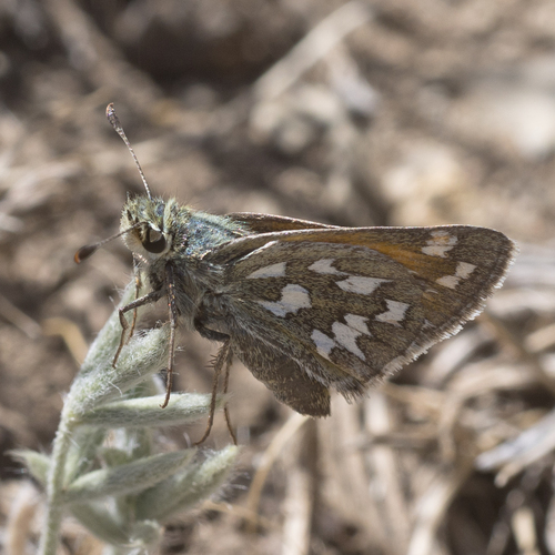 Nevada Skipper photo 5