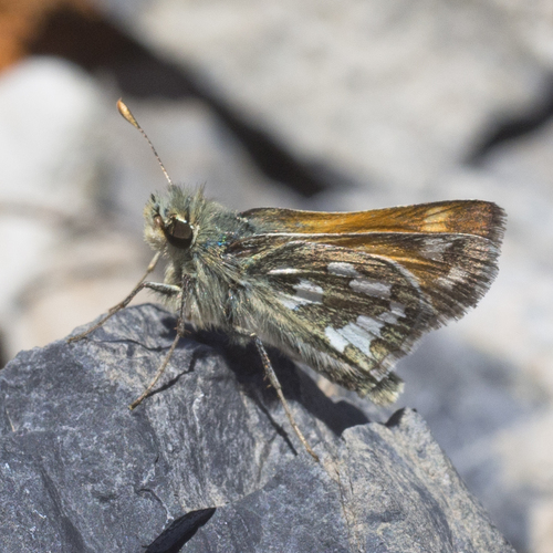 Nevada Skipper photo 4