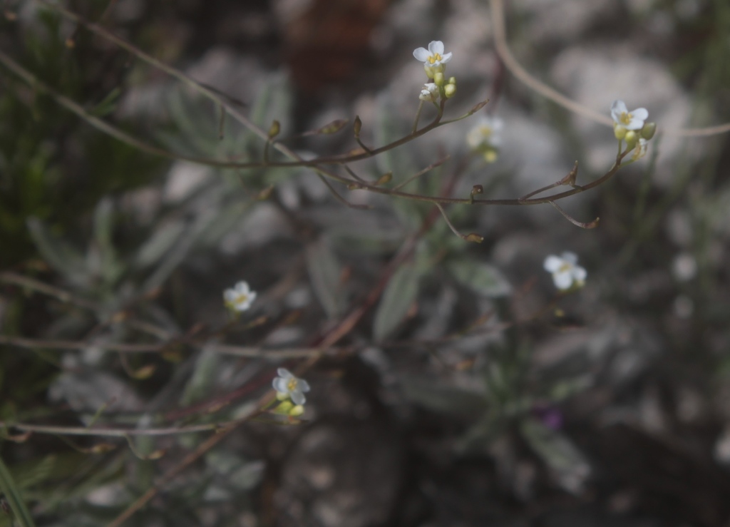 Asteae